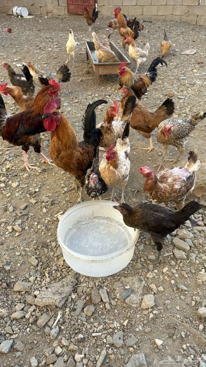 دجاج بلدي للبيع 4