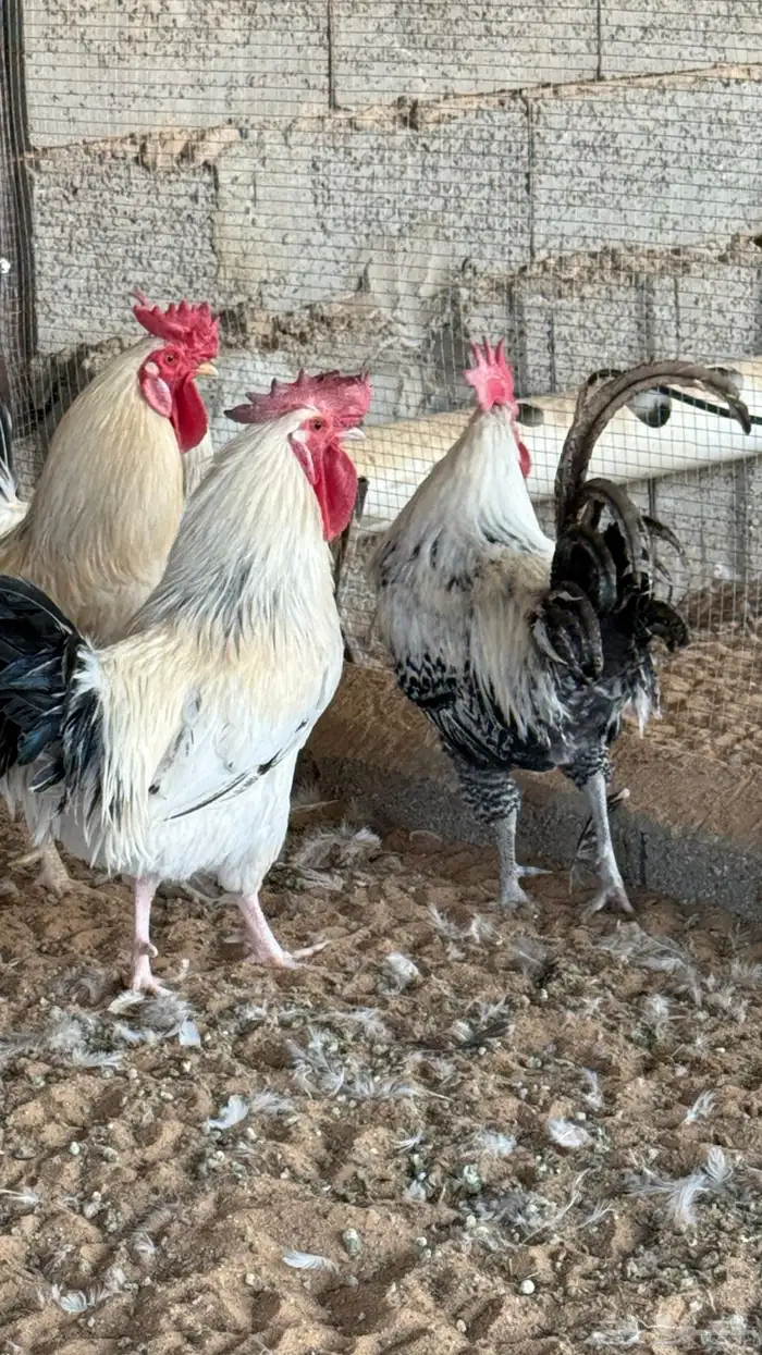 دجاج بياض وديوك 8