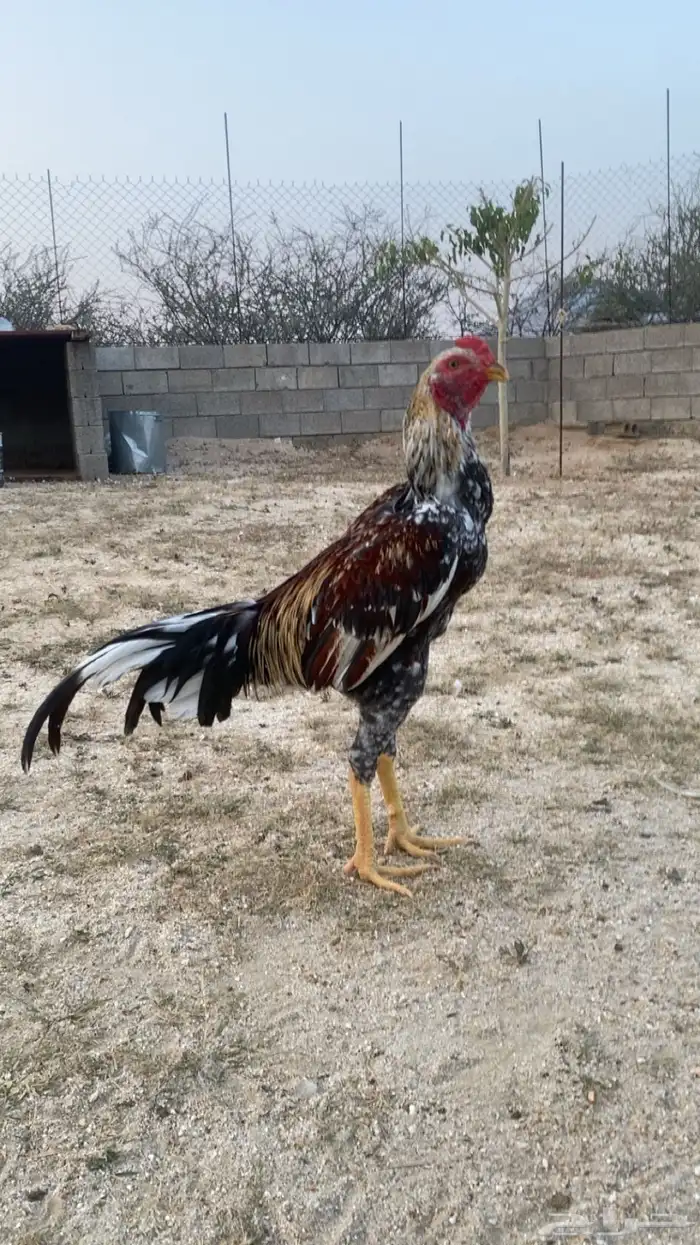 دجاج باكستاني 0