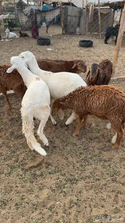 سواكن شحم index