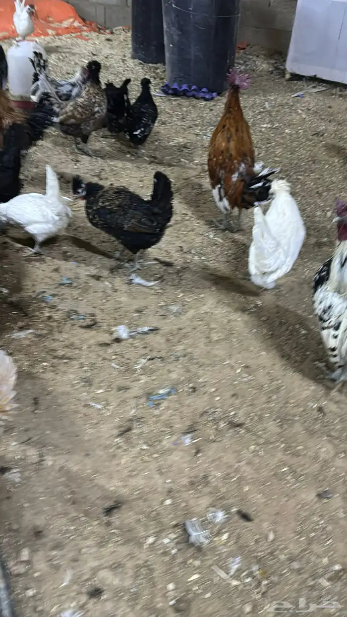 دجاج كويتي حباحب مشكل 83