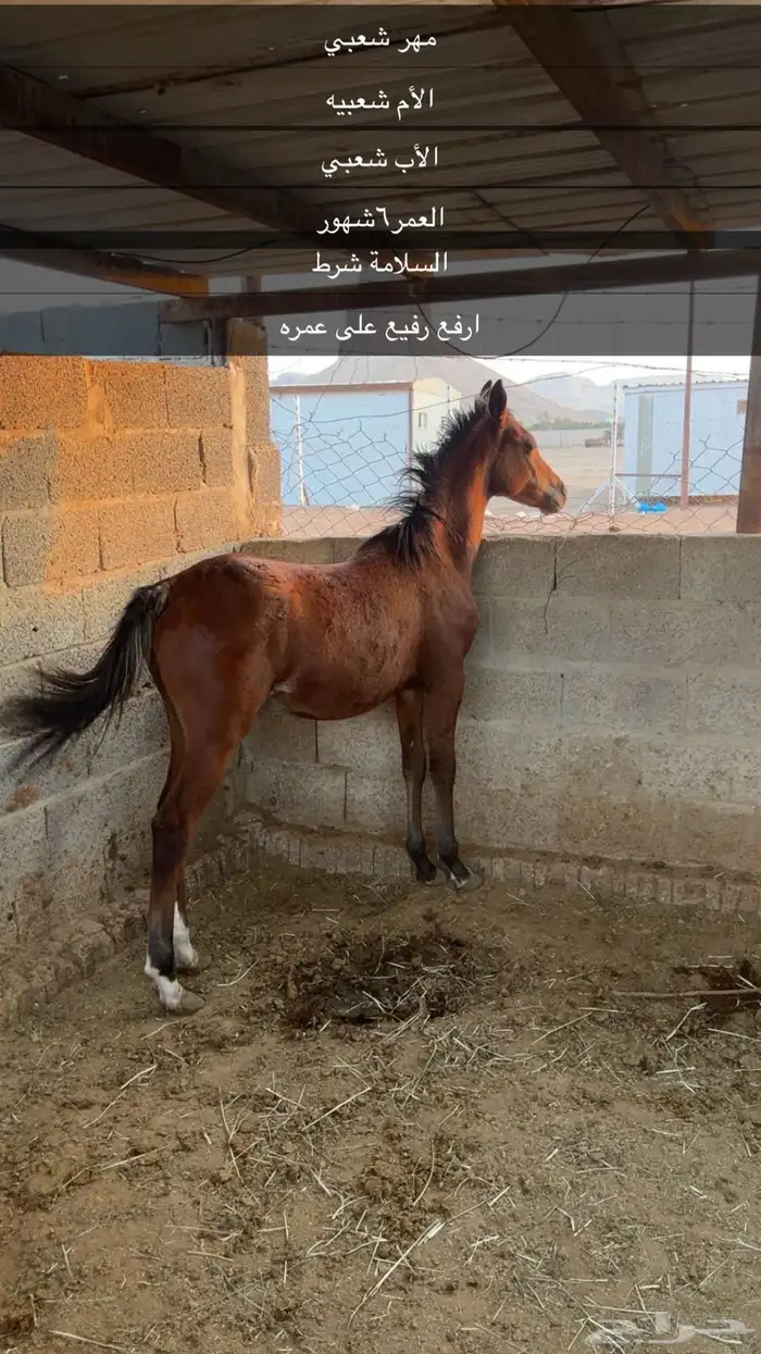 مهر شعبي للبيع 0