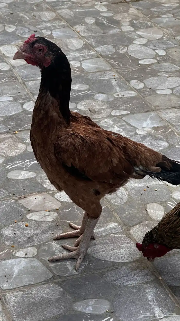 دجاجة باكستانية من النسول القديمة 0