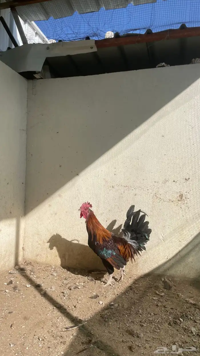 ديك بلدي شرط اذان وتلقيح (تم البيع) 2