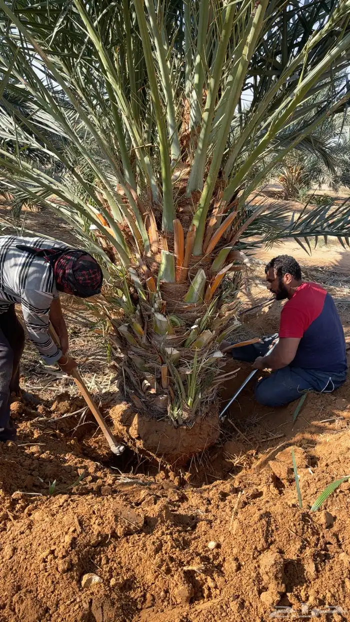 نخل مثمر بجميع أنواعه اخلاص برحي سكري مجدول وجميع انواع الن 2