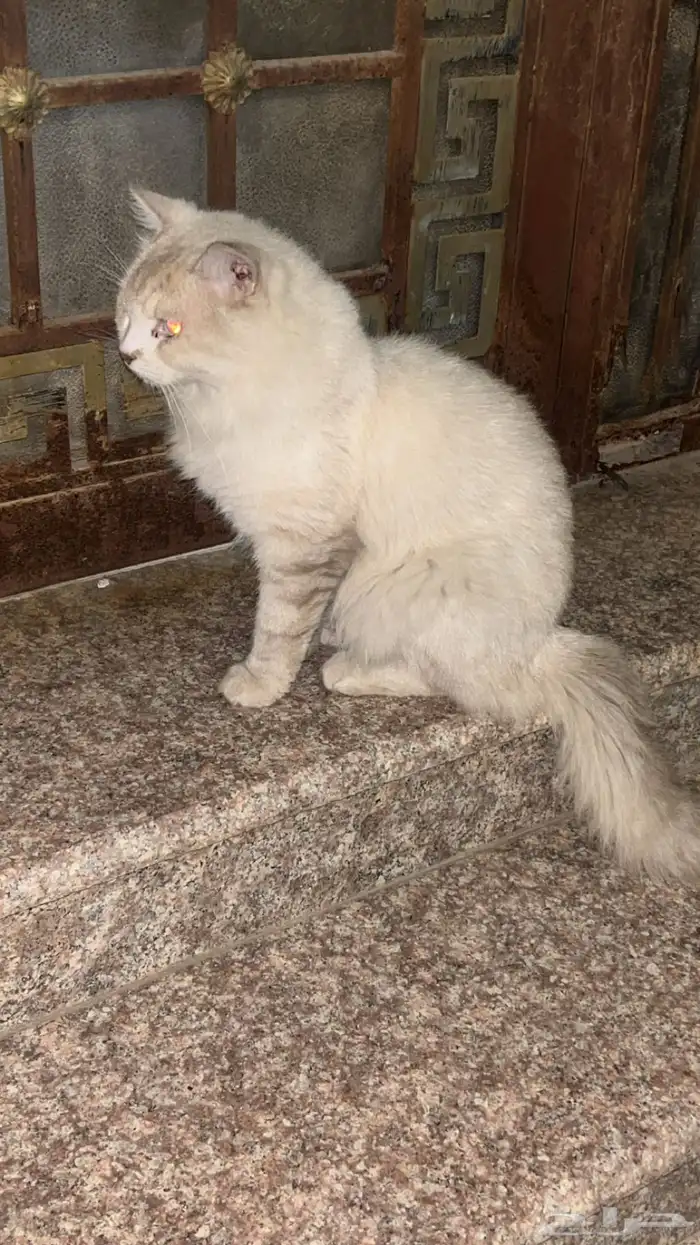 بس لقيته في الشارع 0