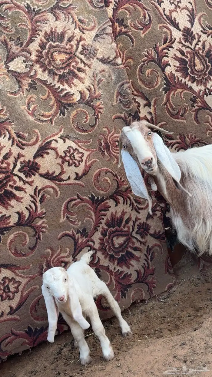 عنز معها جفره للبيع 1