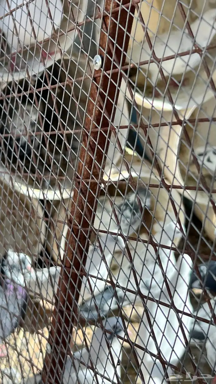 للبيع عشة حمام مشكل 2