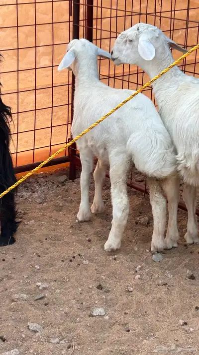 رخل للبيع index