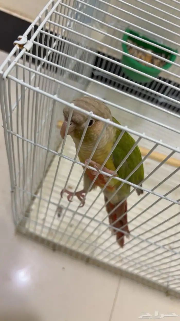 كنيور للبيع اليف ويطلع على اليد 3