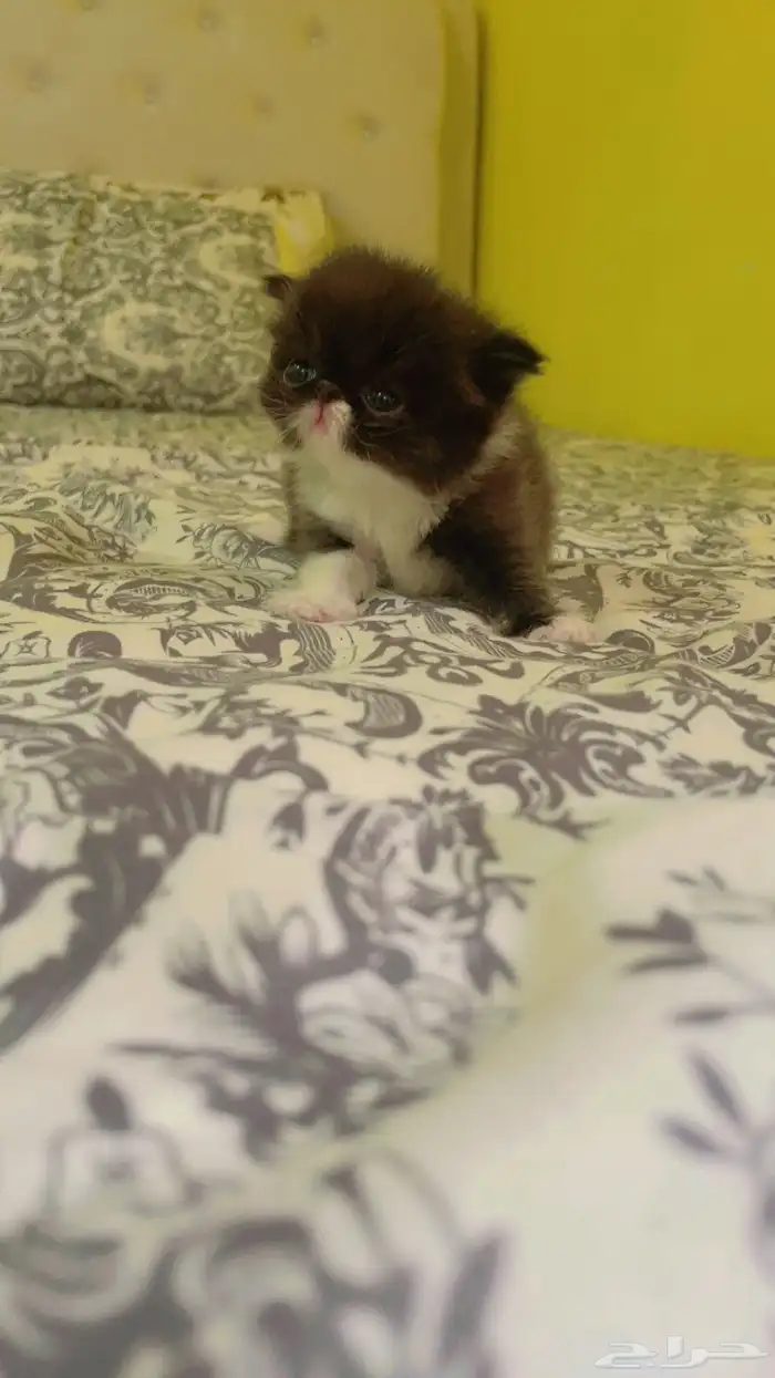 للبيع قطة الصغيرة نوع بيكي فيس العمر 60 يوم 2