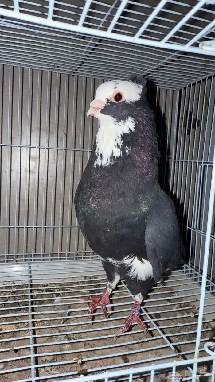 حمام قطيفي قلابي 1