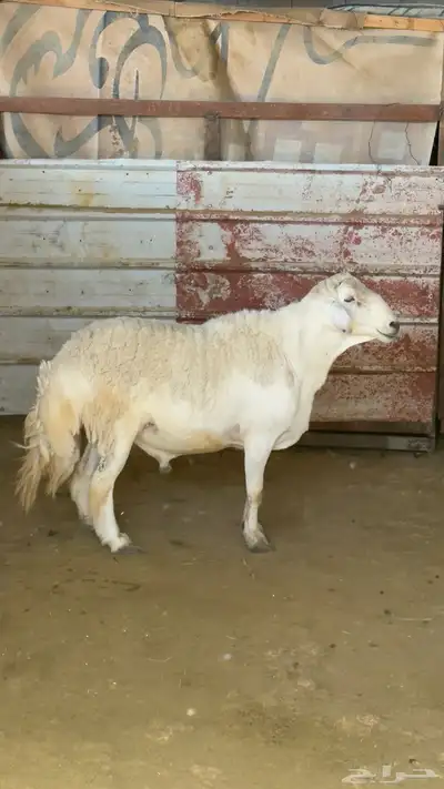 خروف فحل صنف index