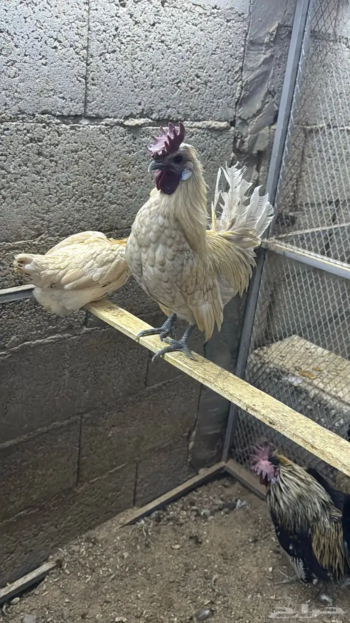 دجاج كويتي حباحب مشكل 22