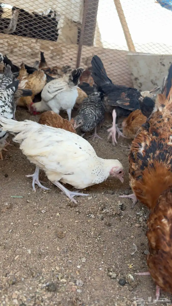 دجاج بلدي إعمار 3 شهور و3 شهور ونص 2