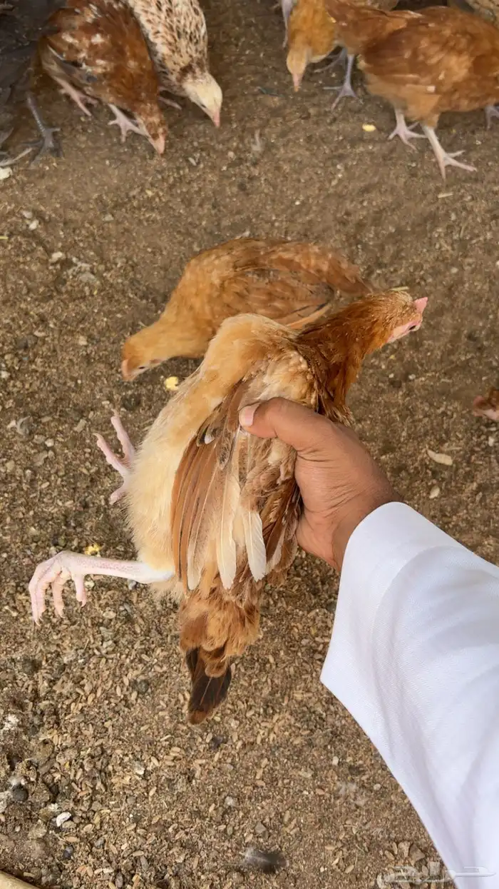 دجاج بلدي إعمار 3 شهور و3 شهور ونص 0