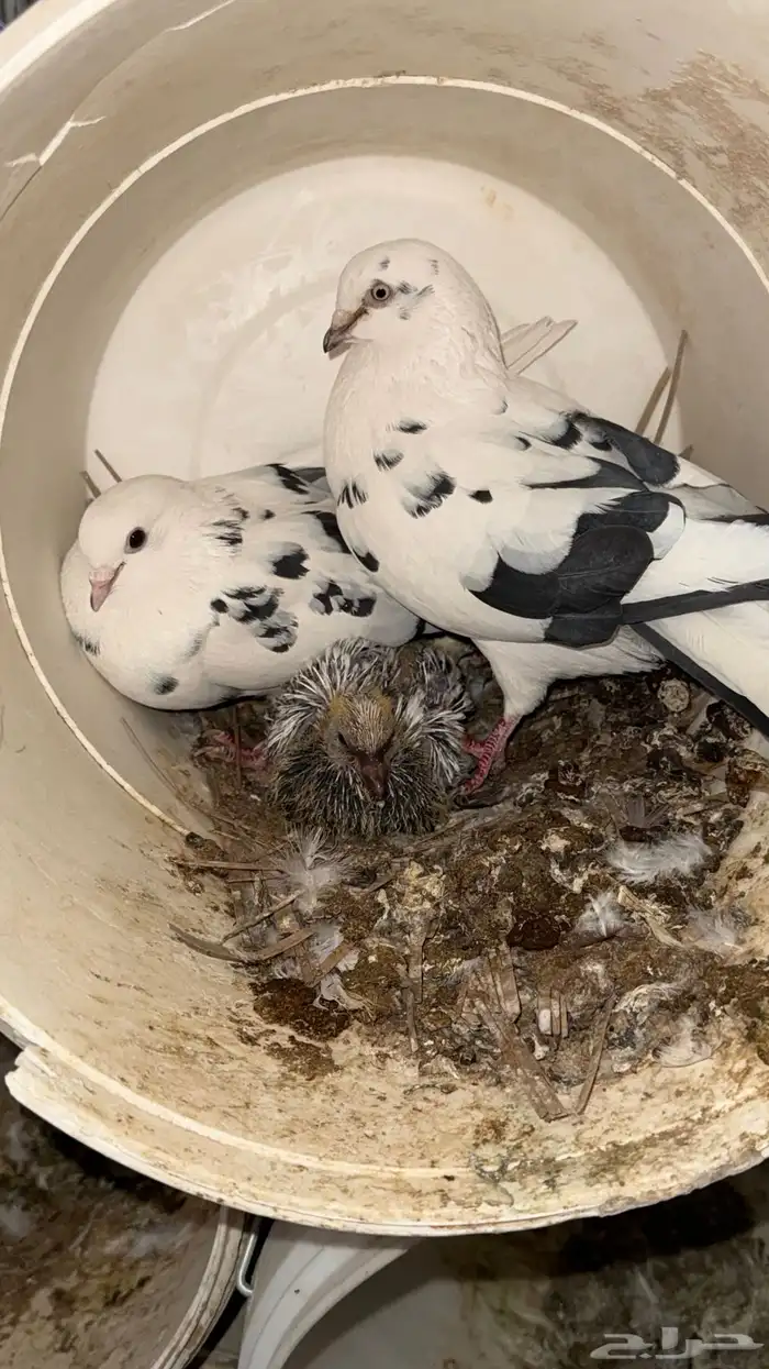 حمام قطيفي قلابي 7