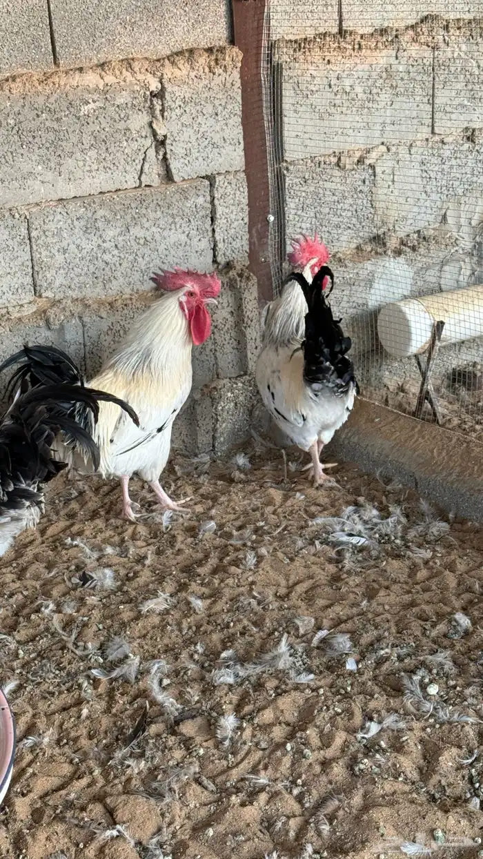دجاج بياض وديوك 9