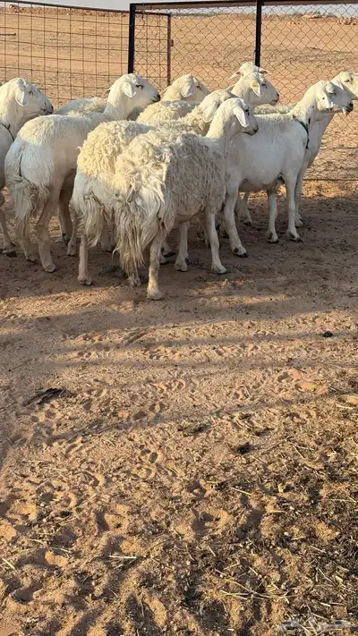 حريات حرش مضاريع index