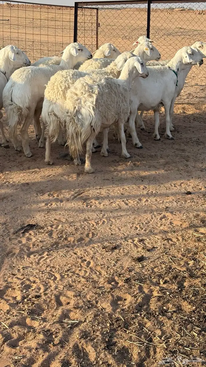 حريات حرش مضاريع 2