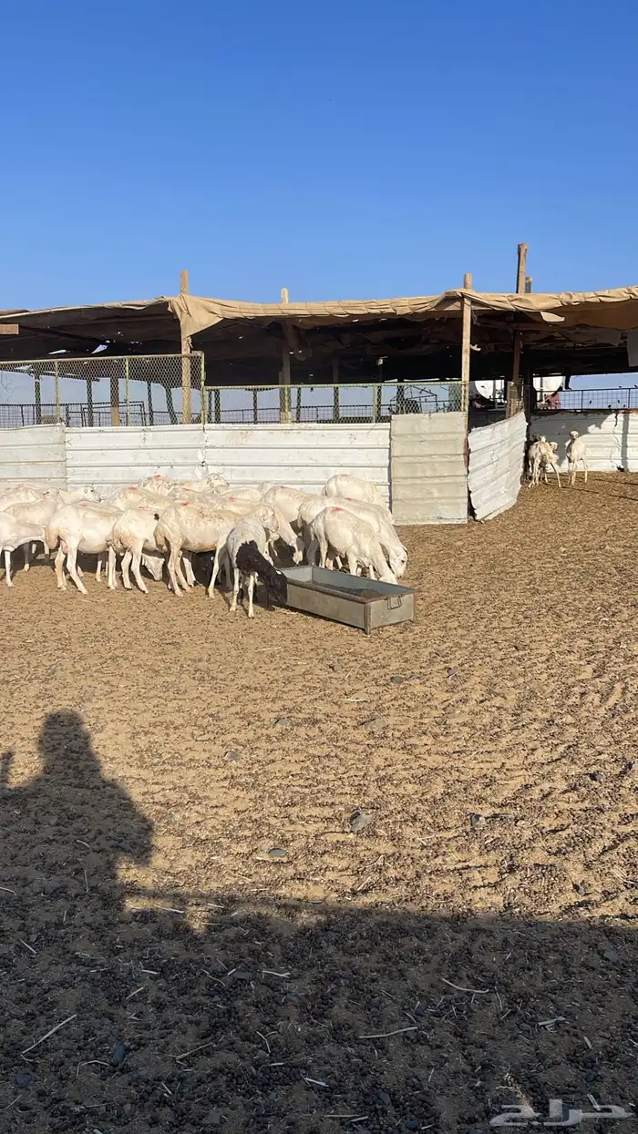 غنم رفيد مواليد عددها 61 تحتها 61 1