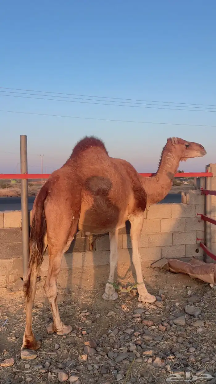 ناقة حايل مقفلة 5