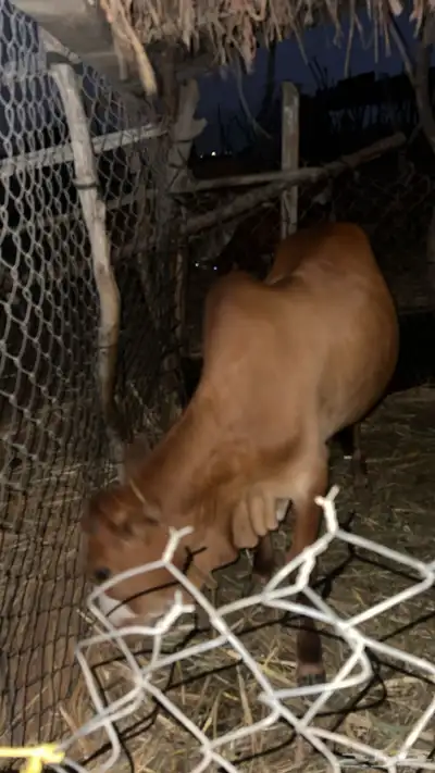 حسيل بلدي شرط عمره 9شهور لبن وقصب index