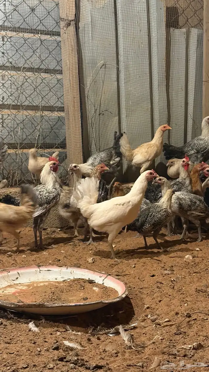 دجاج للبيع 6