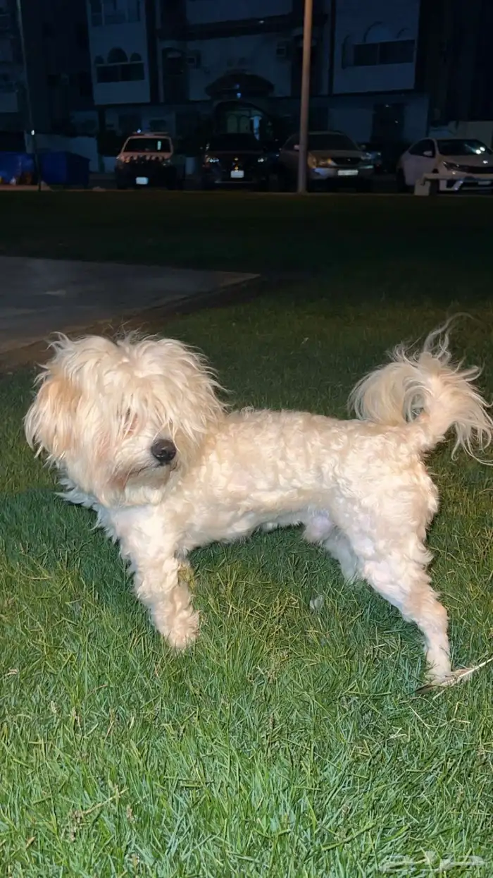 كلاب مالتيز 1