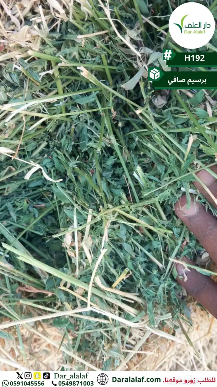 برسيم صافي 1