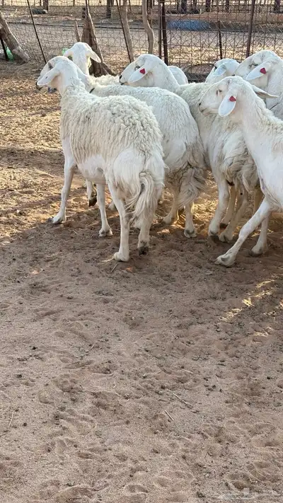 حريات حرش مضاريع index