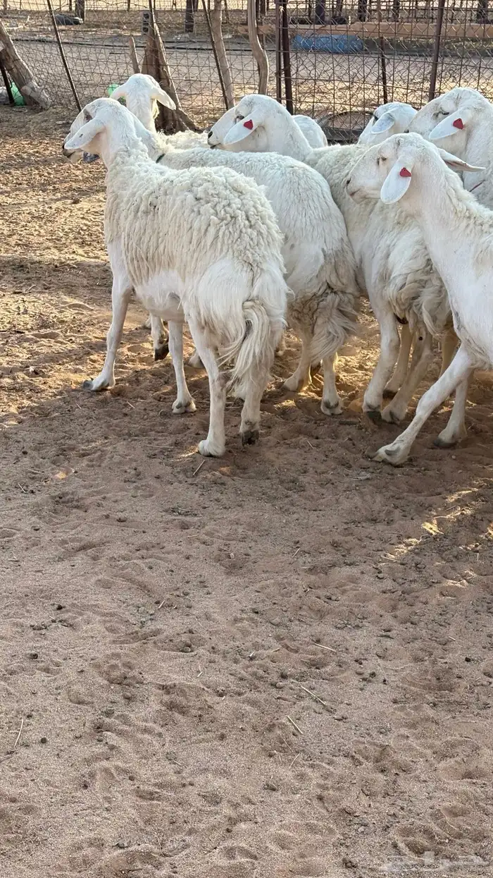 حريات حرش مضاريع 3