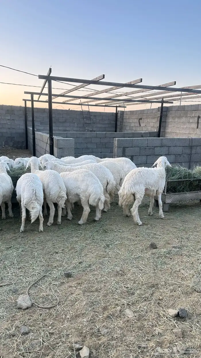 طليان جبره 0