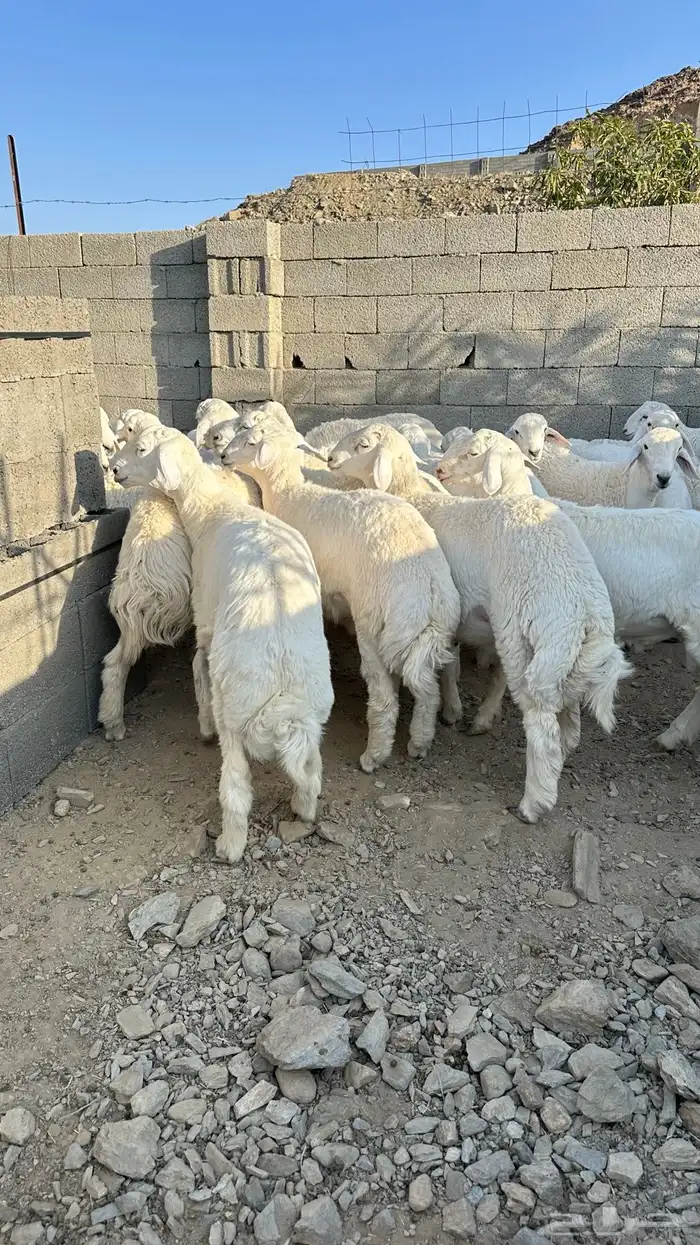 طليان جبره 2