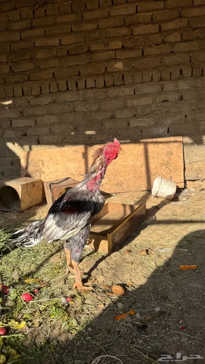 ديك باكستاني 1