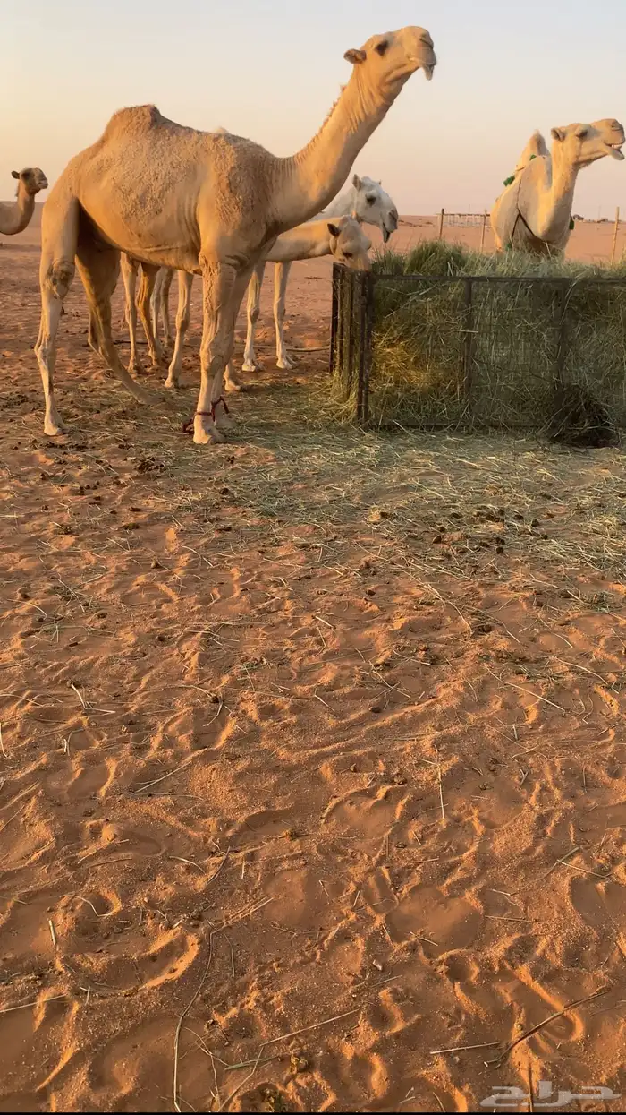للبيع قعود لقي على بعير عمير القحطاني البارز 1