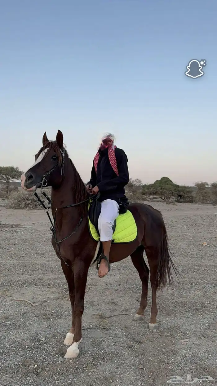 حصان شعبي كفو 1