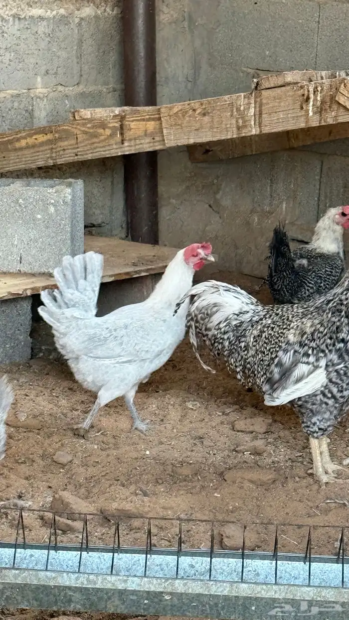 دجاج بياض وديوك 0