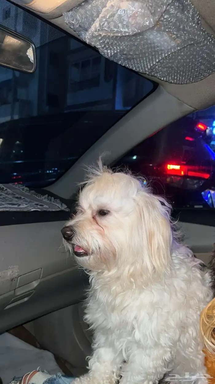 كلاب مالتيز 2