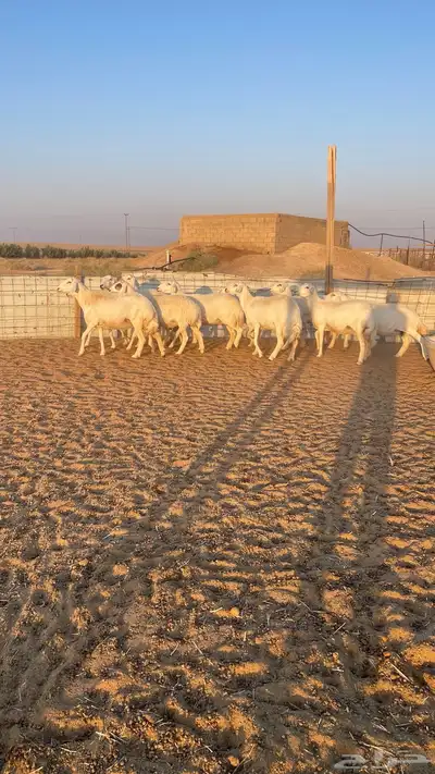 غنم حريات دفيع 11 راس index