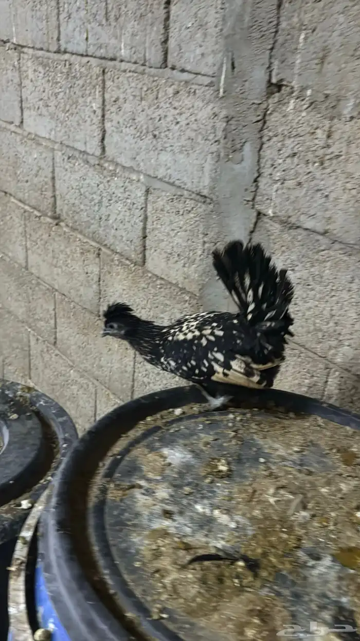 دجاج كويتي حباحب مشكل 5