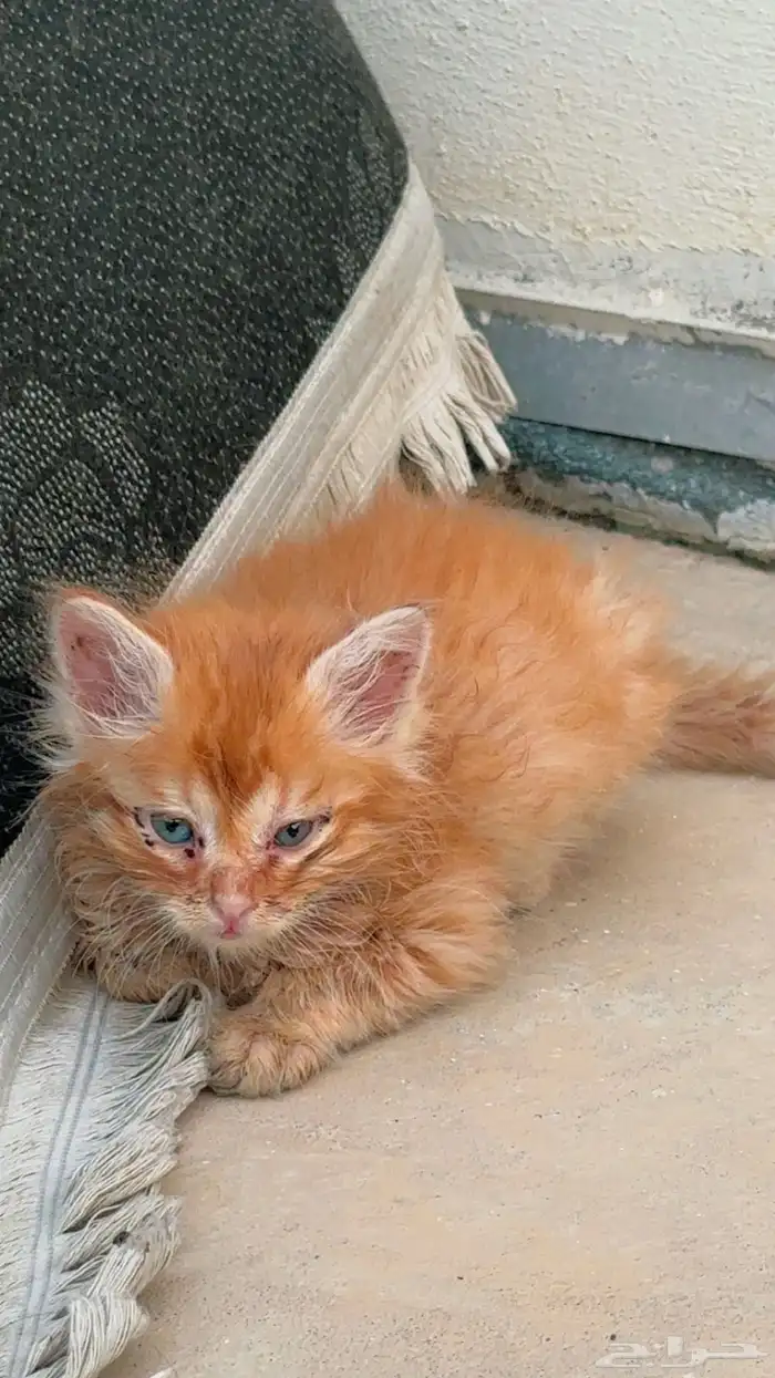 قطة للتبني 3