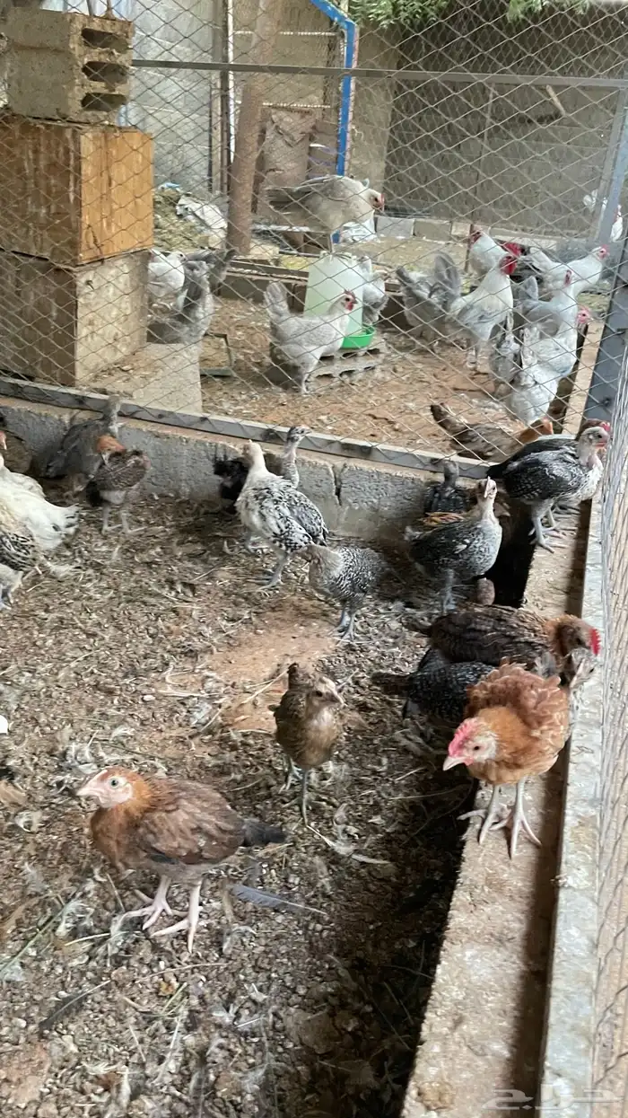 فروخ بلدي وفيومي عمر شهرين 8