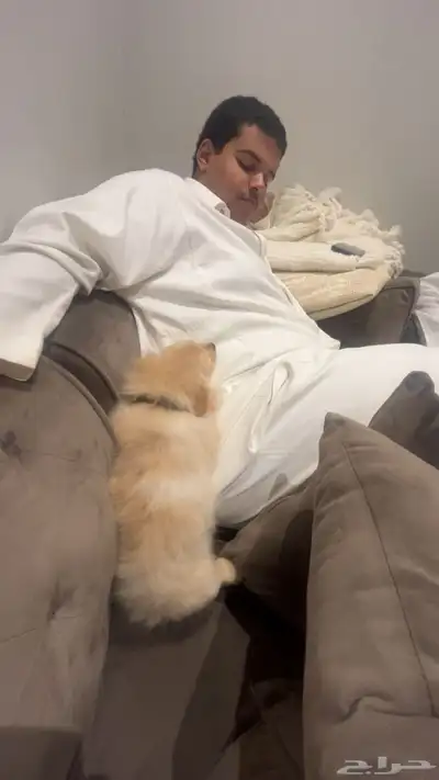 كلب فولبينو index