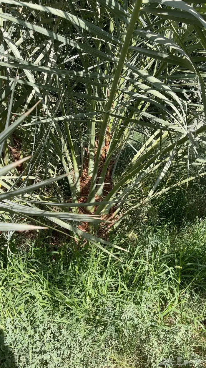 نخل مثمر بجميع أنواعه اخلاص برحي سكري مجدول وجميع انواع الن 0