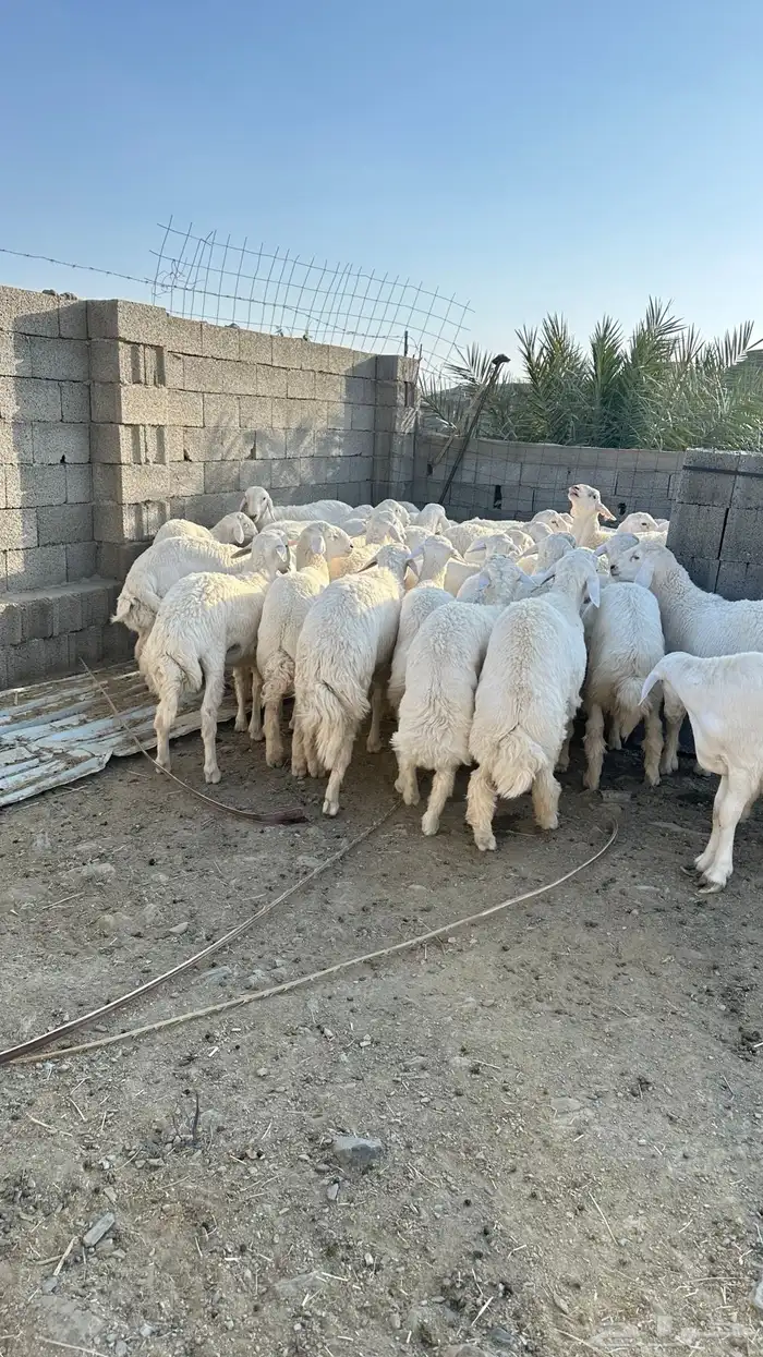 طليان جبره 3