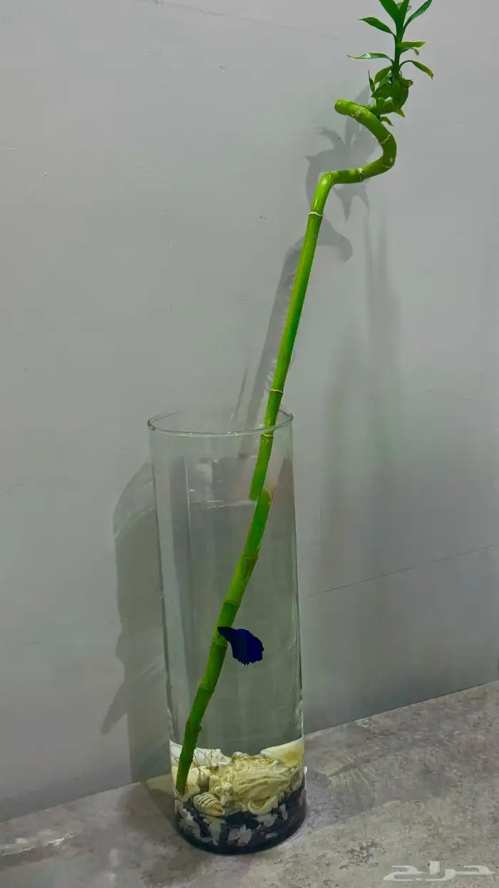 عمرك أهديت روح  جرب تهدي 0