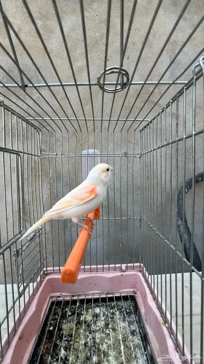 ماشاءالله أنثى كناري رد فاكتر 1