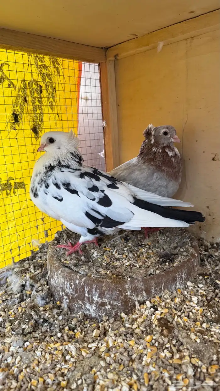 حمام قطيفي قلابي 4