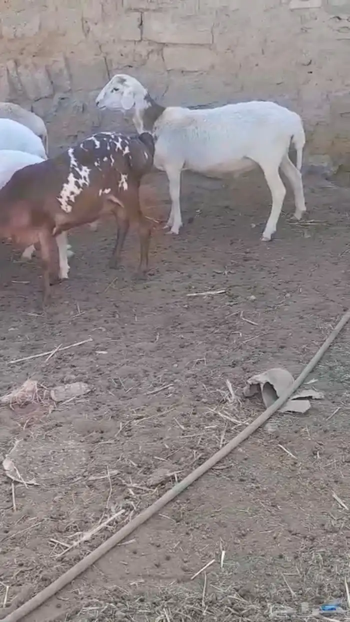 دوربر و برابر هجين بلدي بربري 1